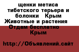 щенки метиса тибетского терьера и болонки - Крым Животные и растения » Отдам бесплатно   . Крым